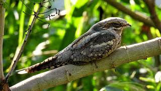 European Nightjar  Short video 4KUHD Birds Photography  Wildilife Video  Wildlife Animals [upl. by Ramo83]