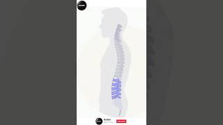 Anatomy of Vertebral Coloumn anatomy vertebrea spine spinall backbone spinehealth spine2d [upl. by Gathers]