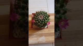 cuidados de los cactus mammilaria biznaga comprimida [upl. by Daht139]