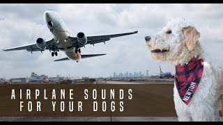 Airplane Sound Dog Desensitization Sound Noise for Puppy Dog Socialization [upl. by Galvin881]