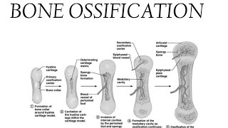 BONE OSSIFICATION lecture notes [upl. by Yecac]