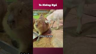 Đùa không vui bộ trưởng đã căng 🐹 takhongngu [upl. by Gold]