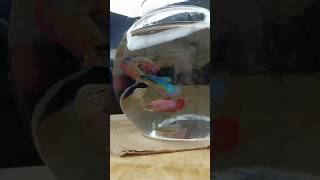 Betta fish tank setup bettafish betta aquarim freshwatertank trending aquarium pets pets [upl. by Spenser]