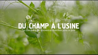 Du champ à lusine  la conquête de nouveaux marchés pour le pois [upl. by Lezirg]