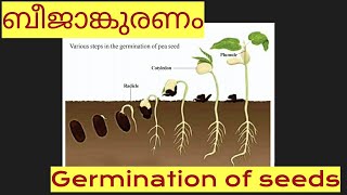 Germination of seeds ബീജാങ്കുരണം വിത്ത് മുളക്കുന്ന വിവിധ ഘട്ടങ്ങൾ [upl. by Yanttirb532]