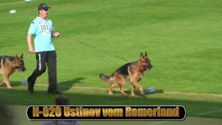 2010 SV BSZS NKGR part 12 Ustinov vom Romerland HD [upl. by Corrianne]