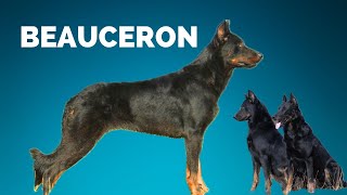 Repeat Episode 35 Beauceron  Kara Staroski [upl. by Butte]