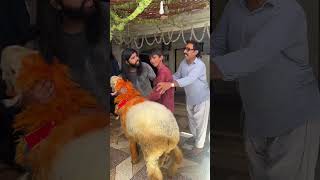 Kid is so crying 😭 shero ja ra h chor k😭💔 love cow wedding petlover camel goat newsong [upl. by Roer]