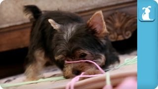 Hilarious Yorkie Puppies Attack Rolls of Yarn  Puppy Love [upl. by Trautman761]