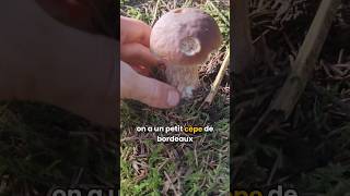 Les cèpes de Bordeaux 🍄🍂🌳 champignons cepes champignonscomestibles cepesdebordeaux [upl. by Miquela542]