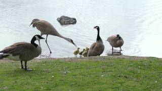 Gosling Survives Sandhill Crane attack 4k [upl. by Launce]