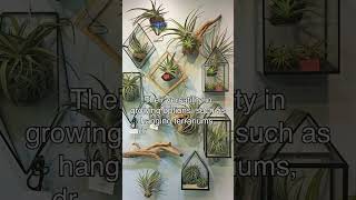 Unique Air Plant Display Ideas [upl. by Grania984]