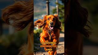 Meet the Irish Setter activedog familydog [upl. by Ernst]