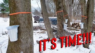 2024 Maple Syrup Season Prep amp Tap [upl. by Staffan]