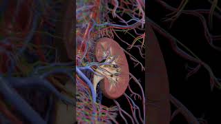 Beyond Filtration Exploring the Anatomy of the Kidney [upl. by Alletsyrc435]