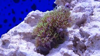 Introducing Green Star Polyps GSP to a Saltwater Tank [upl. by Ahsai6]