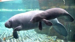 NELLACQUARIO DI GENOVA NASCE IL PRIMO LAMANTINO IN CATTIVITA [upl. by Weisburgh842]