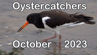 Oystercatchers  2023 [upl. by Mcmahon]