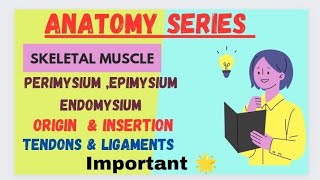 skeletal muscle anatomy endomysium epimysium perimysium belly origin insertion tendon ligament [upl. by Wun]