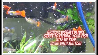 Grindal Worm Culture Start To Finish  then feeding the fish [upl. by Llertnac]