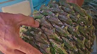 The bunya pine Araucaria bidwillii is an Australian tree with some amazing large cones [upl. by Osicnarf389]