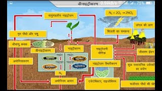 नाइट्रोजन चक्र क्या है  what is the nitrogen cycle [upl. by Janna]