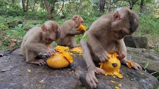 Watch These Cute Baby Monkeys Sharing A Yummy Mango Breakfast Together 🥭🥰🐒 [upl. by Tjon]