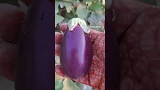 Organic brinjals my garden [upl. by Noeruat]