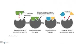 Endergonic and Exergonic Reactions Feedback Inhibition [upl. by Karas]