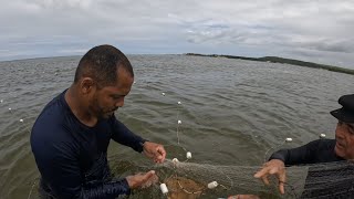 PEIXE NARCINE BRASILIENSIS NA REDE DE ARRASTO BARRA DE SÃO MIGUEL [upl. by Oal]