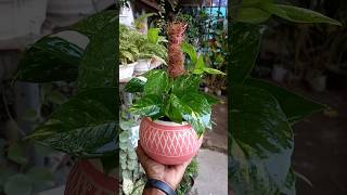 Mini money plant 🌿decoration 🪴moneyplant shorts plants [upl. by Nim]