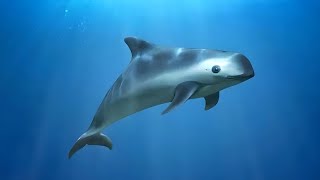 Vaquita 🐬 The Smallest amp Rarest Marine Mammal [upl. by Gerik]