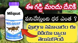 milquat uses in Telugu  milquat none selective herbicide  milquat herbicide paraquat dichloride 24 [upl. by Nyrad]