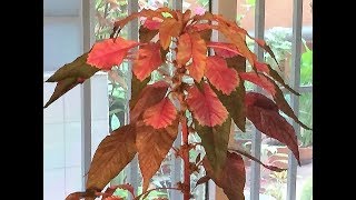 COMO CUIDAR UN AMARANTHUS TRICOLOR HOW TO CARE FOR AN AMARANTHUS TRICOLOR [upl. by Milzie]