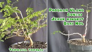 PROGRAM ULANG BONSAI JERUK KINGKIT DARI NOL Triphasia Trifolia [upl. by Eatnom448]