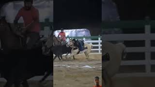 🔥घोड़े ने लड़की को🔥💯 horse equestrian horseriding rodeo horselover horseracing horser viral [upl. by Ssalguod]