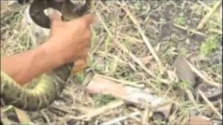 Ferdelance snake video Deadliest snake in the Americas Bothrops atrox [upl. by Herby166]