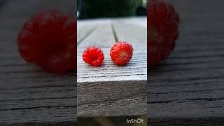 Raspberries and Loganberries Spot The Difference [upl. by Drofyar]