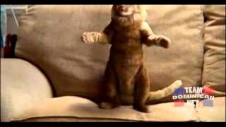 Gato Bailando Bachata [upl. by Ttoille]