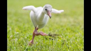 Flamingo Hatches at Zoo Miami [upl. by Mauralia]