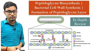 Peptidoglycan Biosynthesis  Bacterial Cell Wall Synthesis  Formation of Peptidoglycan Layer [upl. by Atteuqcaj]