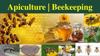 Apiculture  Bees species in Apiculture  Bee Keeping Bee species A dorsata  A mellifera Part 1 [upl. by Hemingway]