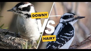 Downy vs Hairy Woodpecker How to Tell The Difference [upl. by Harret]