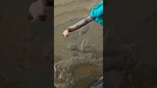 Finding Fresh razor clam [upl. by Autrey]