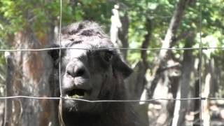 Llama aka Spitting Machine Eating Chinese tallow trees Triadica sebifera [upl. by Sil]