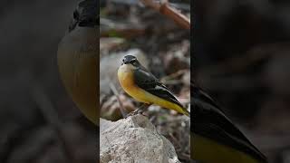 grey wagtail quotdancingquot on a rock [upl. by Crockett]