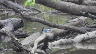 Belted Kingfisher eats breakfast [upl. by Mozelle109]