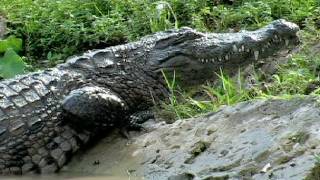 Crocodile kills Rat 01 Time Lapses Speed x1 [upl. by Anette343]