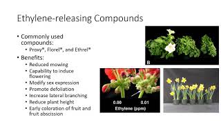 How to Use Archer as Your Insect Growth Regulator [upl. by Acinoev]