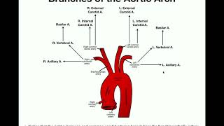 Anatomy  Branches of the Aortic Arch [upl. by Anowahs]